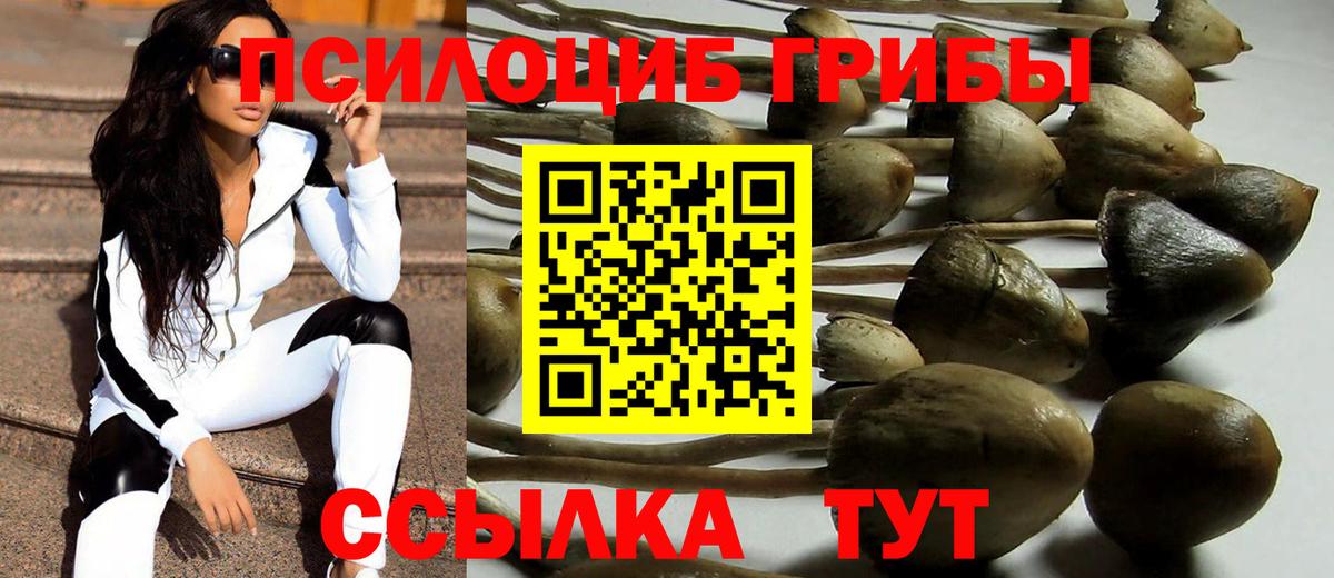 Галлюциногенные грибы Psilocybe  Галлюциногенные грибы прущие грибы  Кимовск 